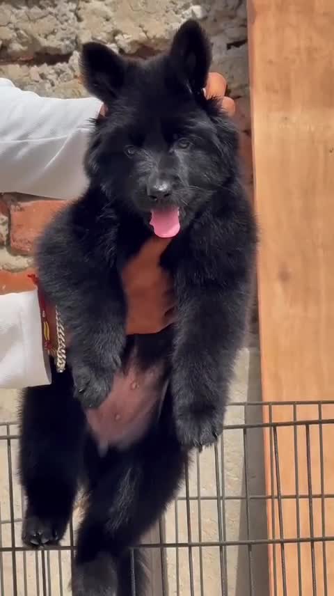 German Shepherd Puppy, farm video