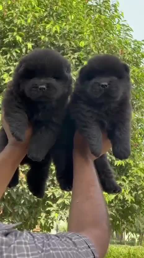 Chow Chow Puppies, farm video