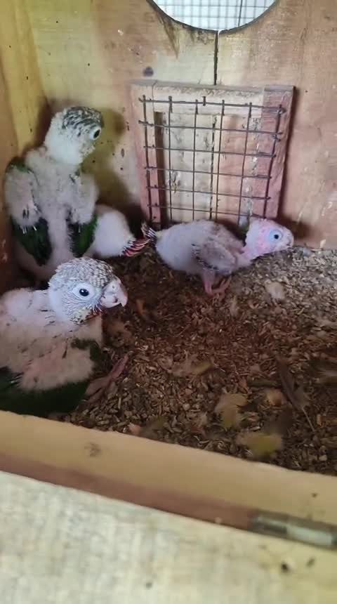 Small Cheek Conure, farm video