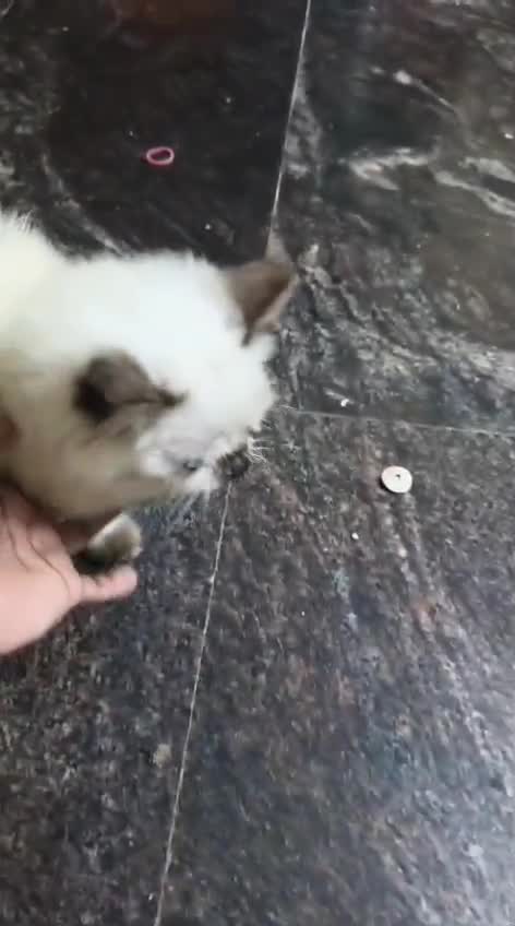 Himalayan Kitten, farm video