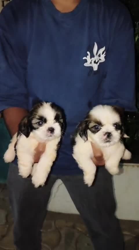 Shih Tzu | Black Color, farm video