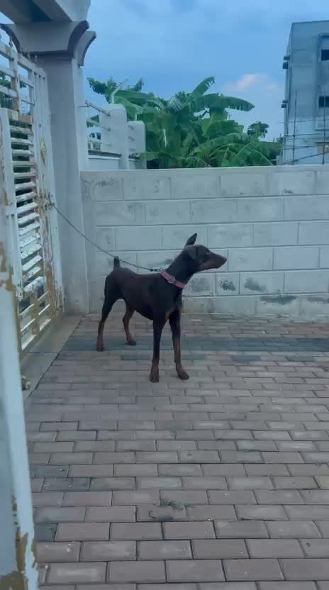 Doberman Pinscher Puppy, farm video