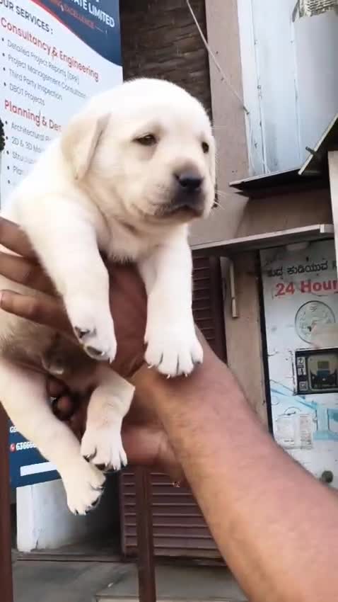 Beagle Black & Tan Puppy, farm video