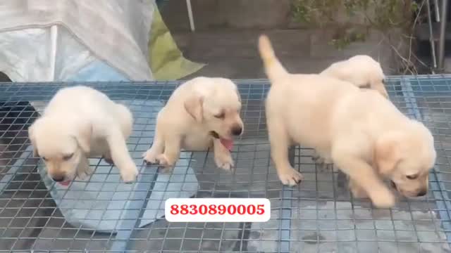 Beagle Black & Tan Puppy, farm video