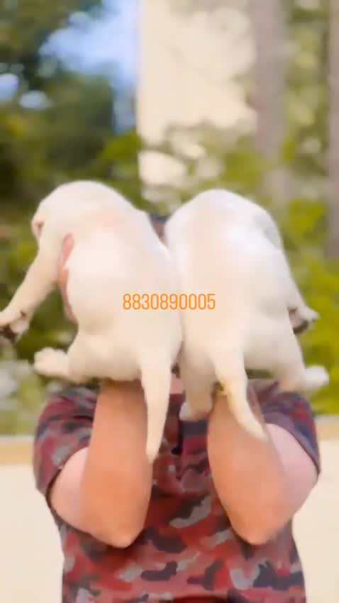 Beagle Black & Tan Puppy, farm video