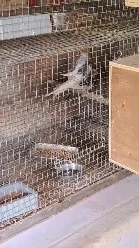 Cockatiel, farm video