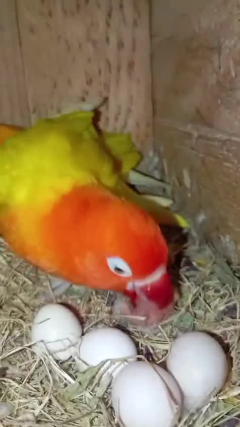 African Love Birds, farm video