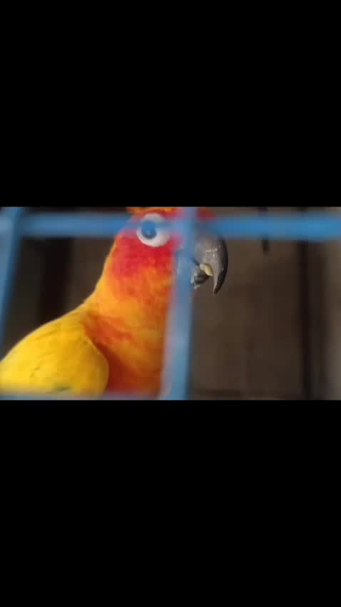 Sun Conure, farm video
