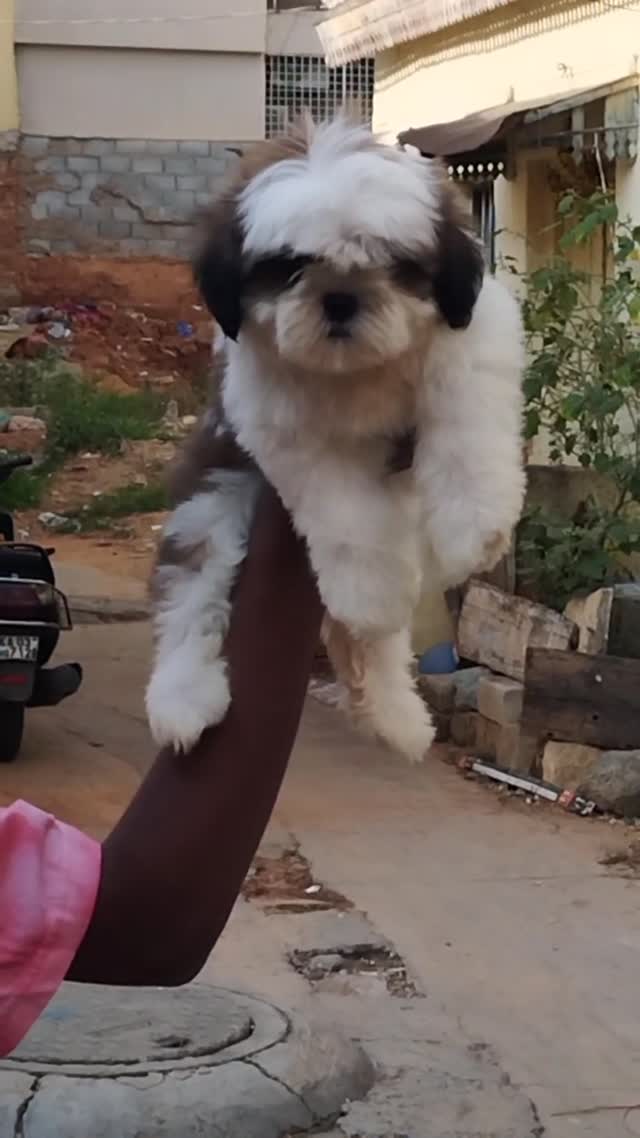 Shih Tzu | Black Color, farm video