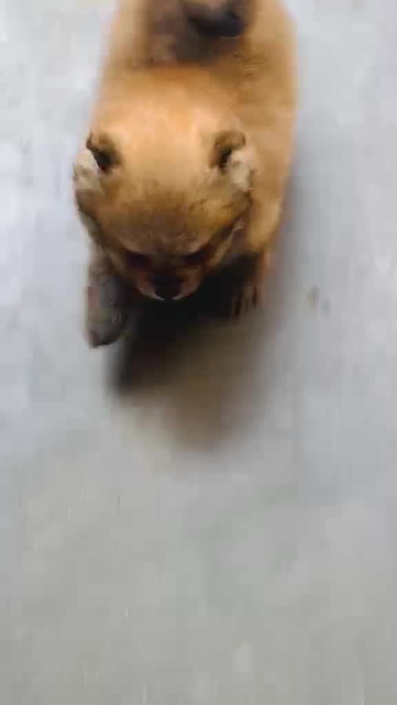 Culture Toy Pom Puppy, farm video