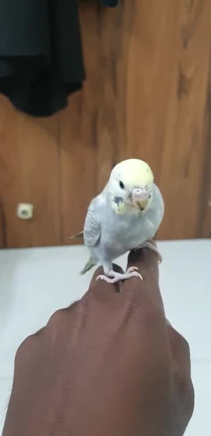 Blue & Gold Macaw, farm video