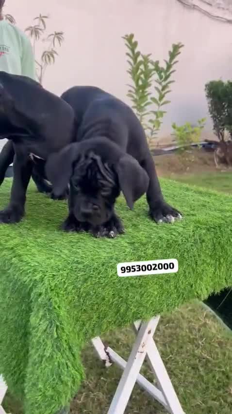 Cane Corso Puppy, farm video
