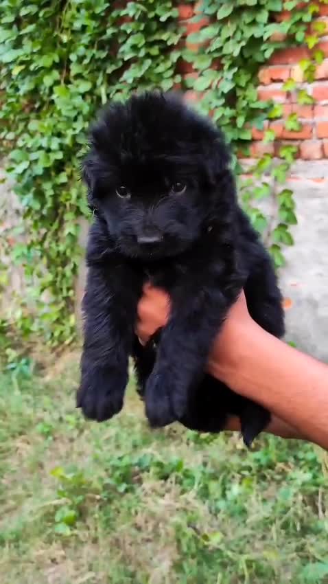 German Shepherd Puppy, farm video