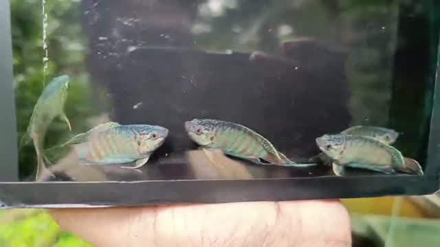Blue Throated Conure, farm video
