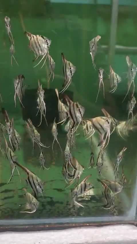 Blue Throated Conure, farm video