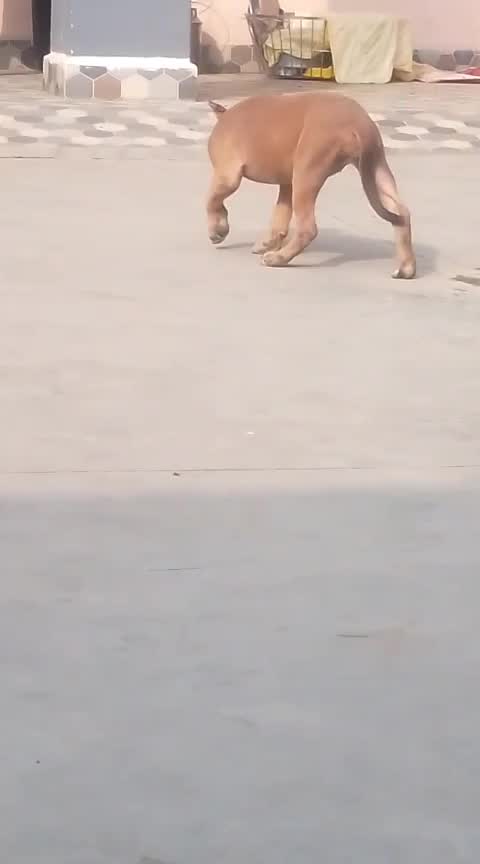 American Bully Pocket Size Puppy, farm video