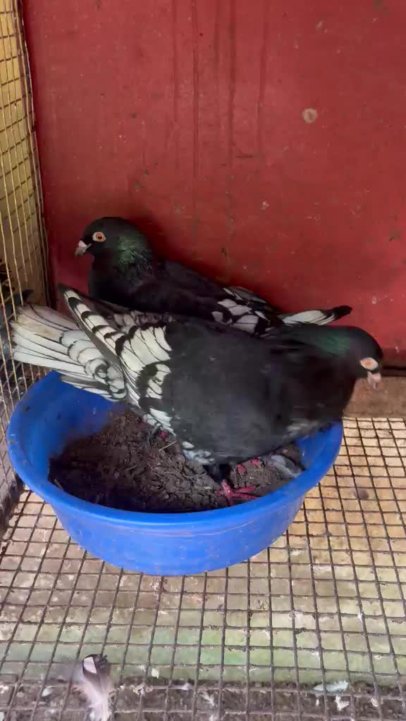 Homer Pigeon, farm video