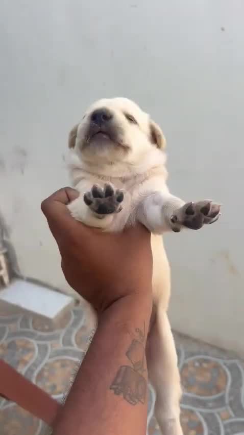 Beagle Black & Tan Puppy, farm video