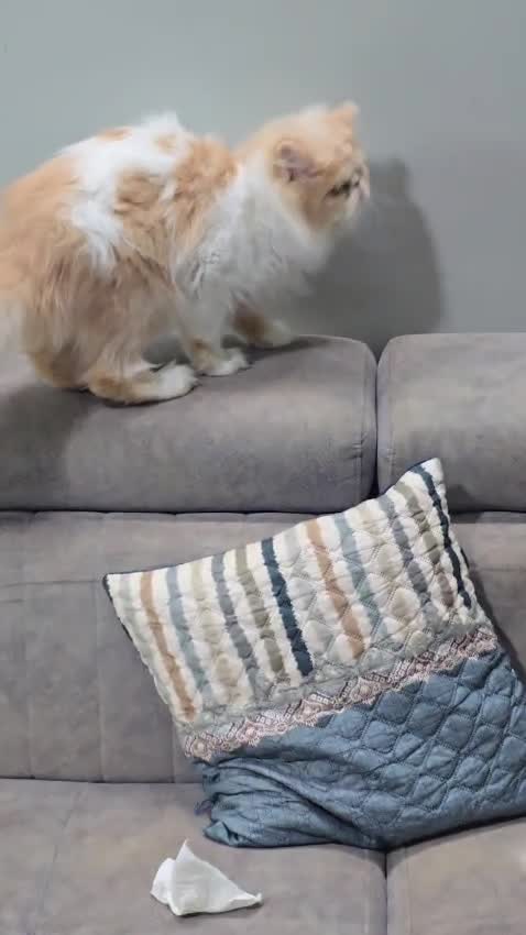 Persian, farm video