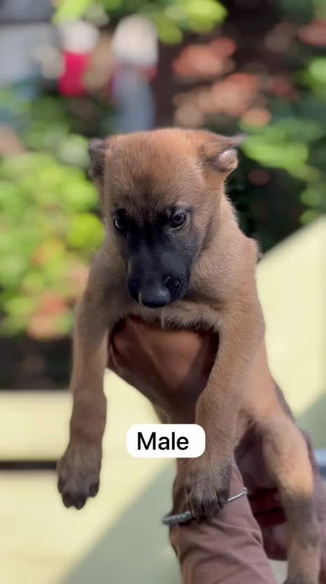 Belgian Malinois Puppy, farm video