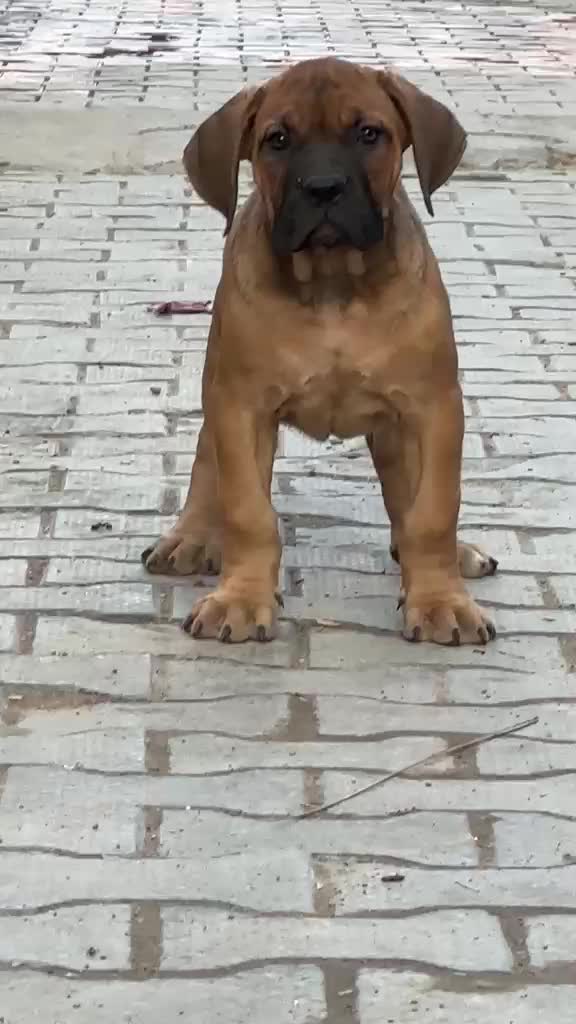 Cane Corso Puppy, farm video