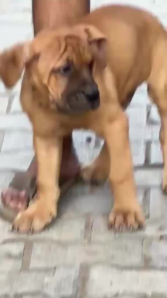 Cane Corso Puppy, farm video