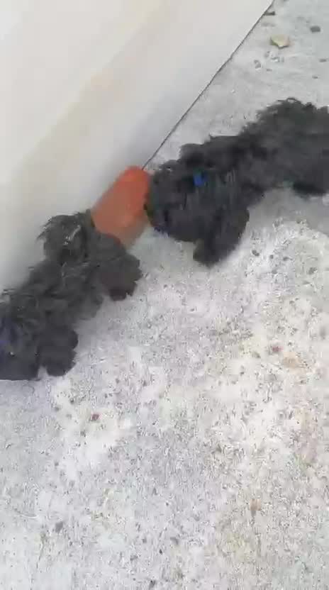 Shih Tzu | Black Color, farm video