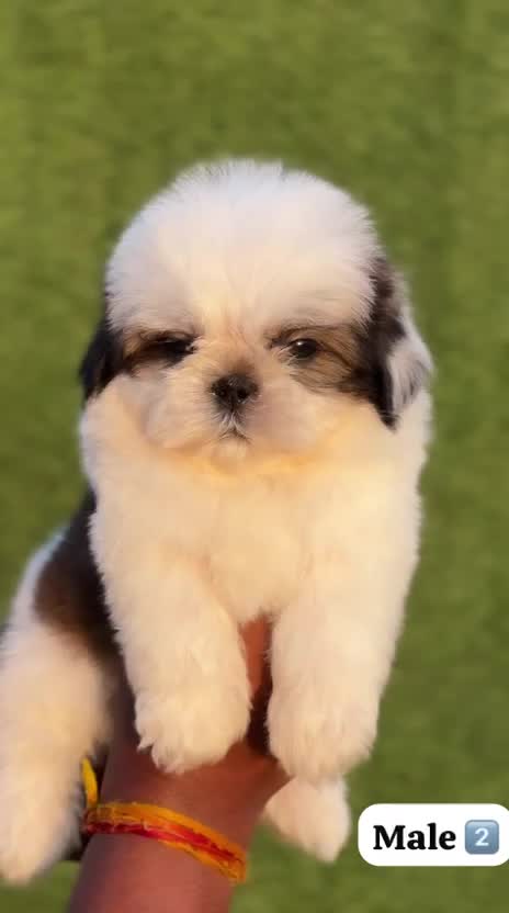 Shih Tzu Puppy Brown & Black, farm video