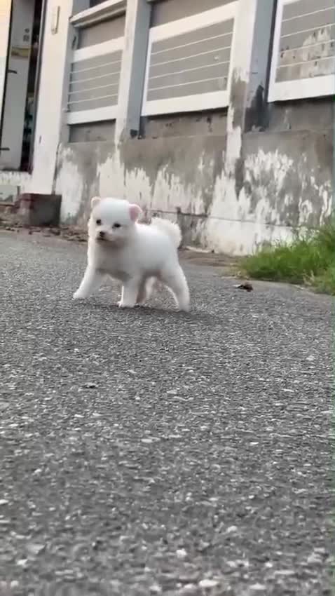 Pomeranian Puppy, farm video