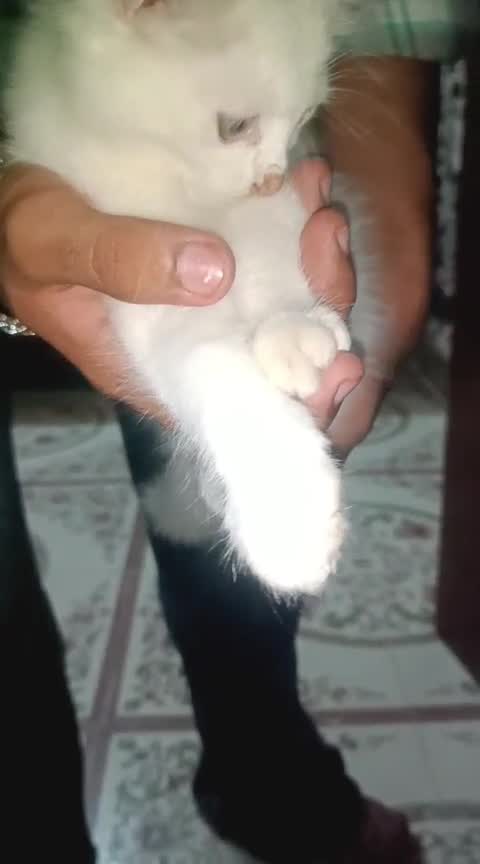 Persian, farm video