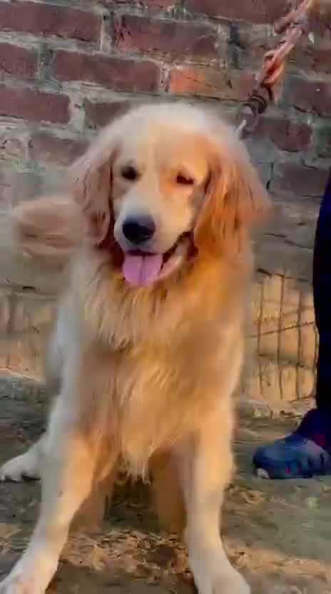 Golden Retriever, farm video