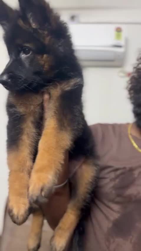 German Shepherd Puppy, farm video