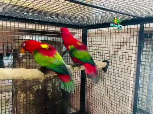 Chattering Lorikeet, farm video