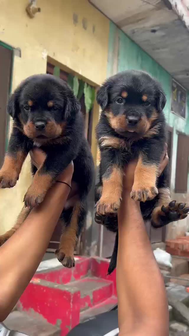 Rottweiler Puppy, farm video