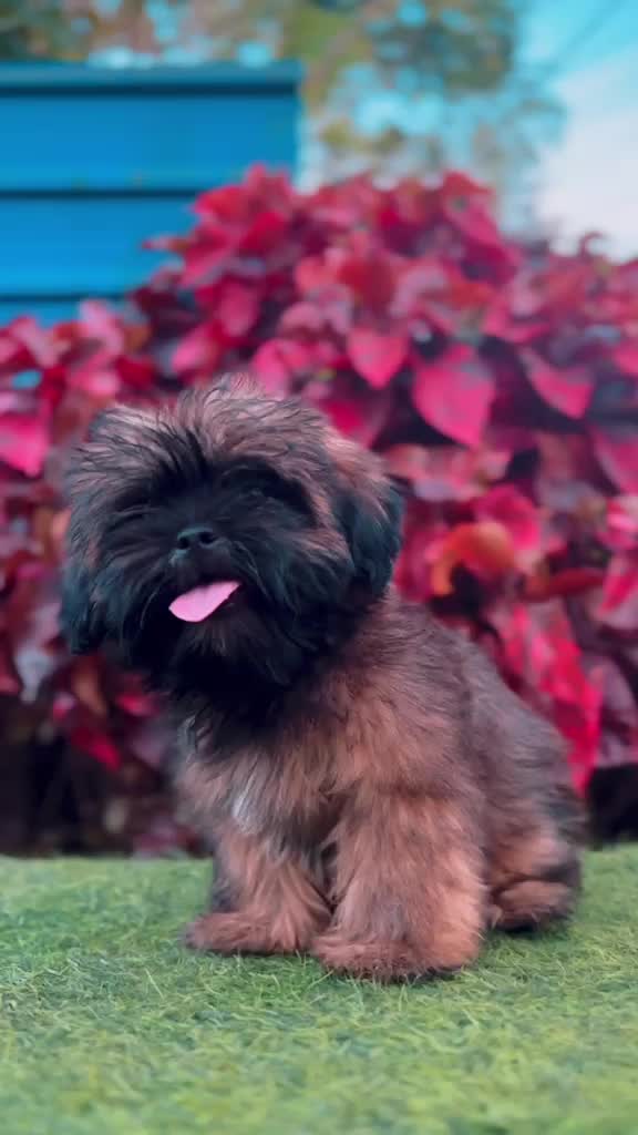 Lhasa Apso Puppies, farm video