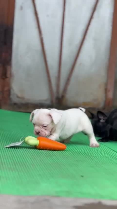 French Bulldog Puppy, farm video