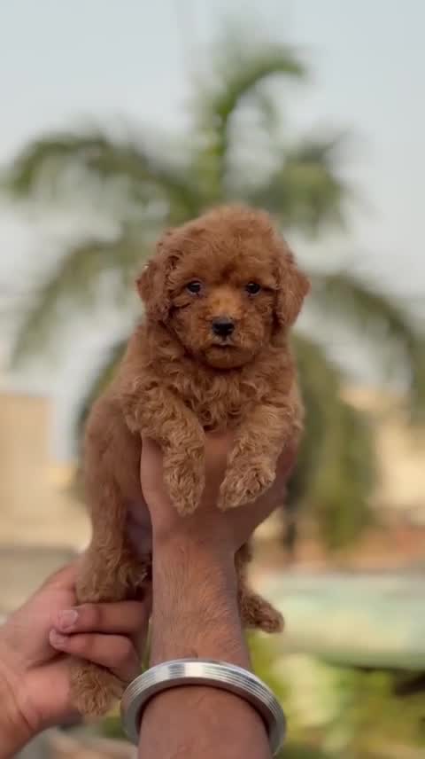 Toy Poodle Puppy, farm video