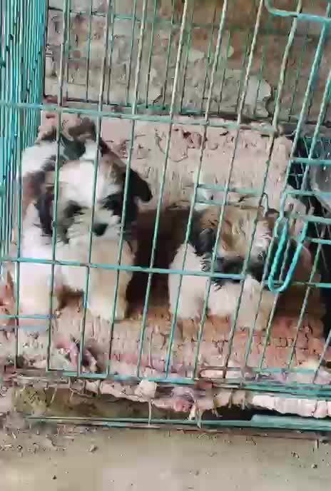 Shih Tzu | Black Color, farm video