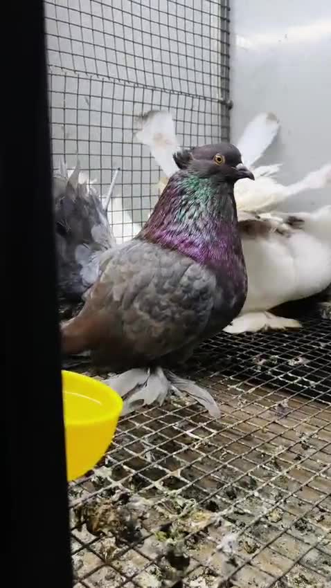 Frillback Pigeon, farm video