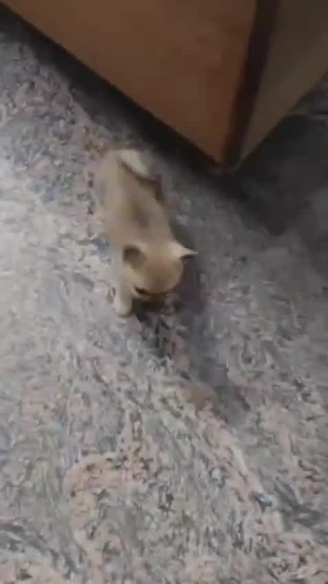 Culture Toy Pom Puppy, farm video