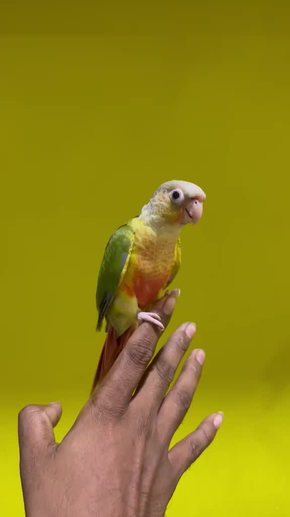 Small Cheek Conure, farm video