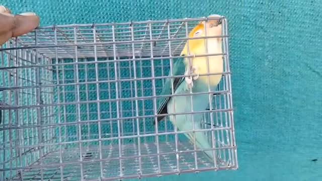 Blue Throated Conure, farm video