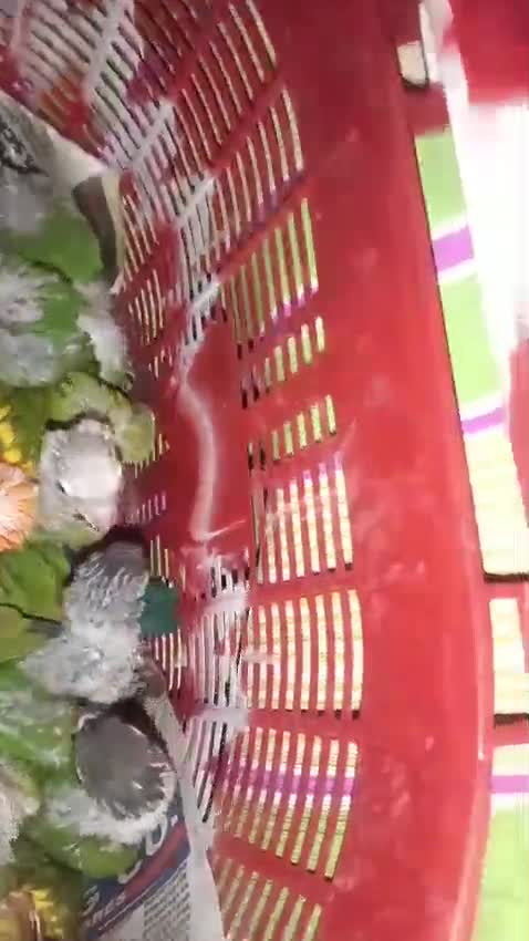 Sun Conure, farm video