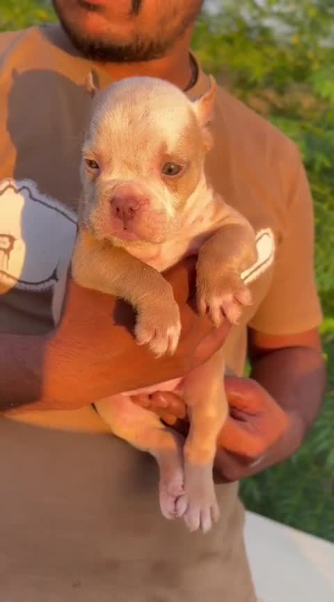American Bully Pocket Size Puppy, farm video