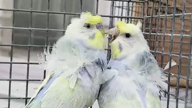 Homer Pigeon, farm video