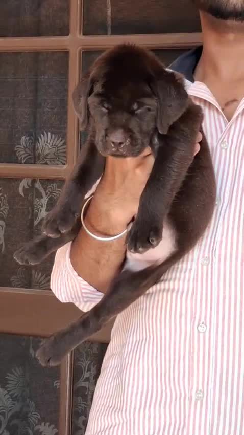 Beagle Black & Tan Puppy, farm video