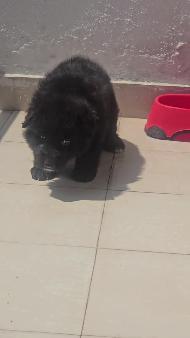 Shih Tzu | Black Color, farm video