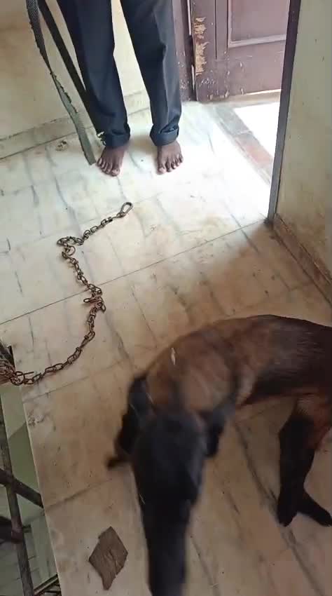 Belgian Malinois Puppy, farm video