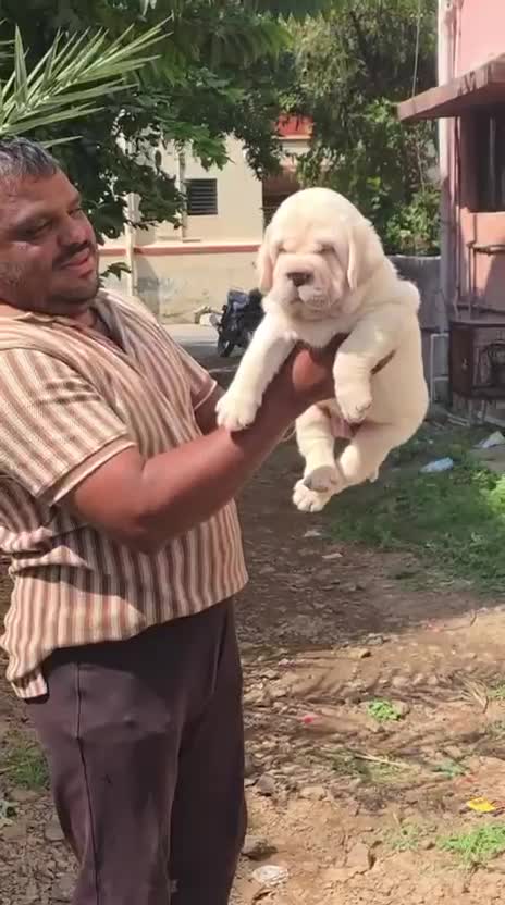 Beagle Black & Tan Puppy, farm video