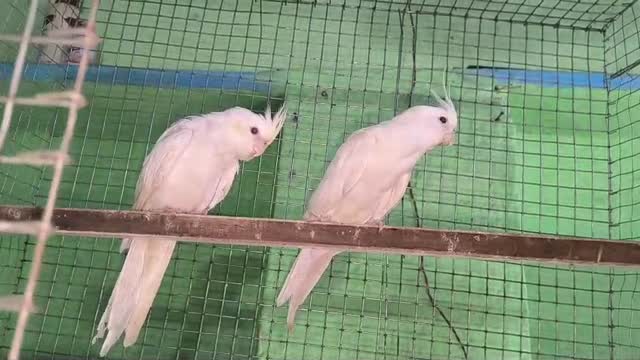 Cockatiel, farm video